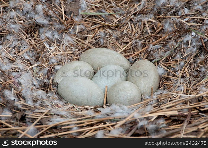 Eggs in a nest