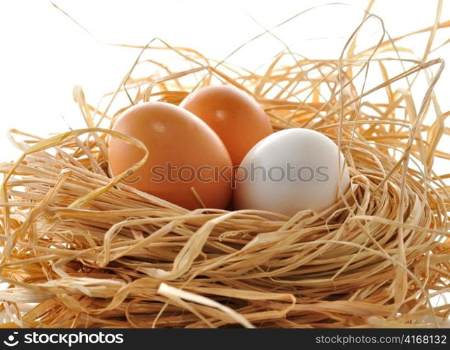 eggs in the nest , close up