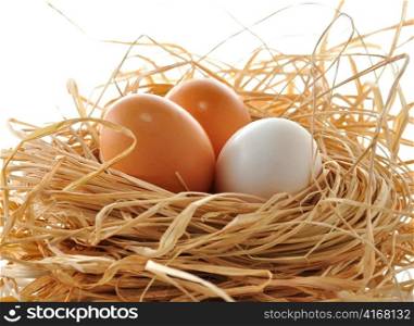 eggs in the nest , close up