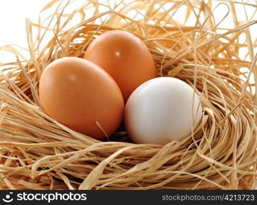 eggs in the nest , close up