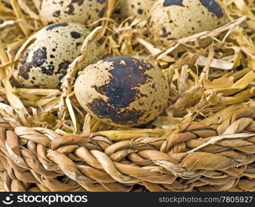 eggs of quail