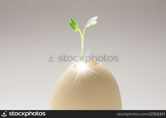 Eggshell and Bud