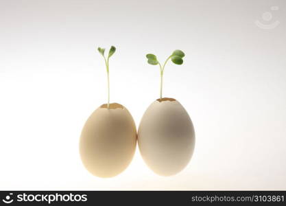 Eggshell and Bud
