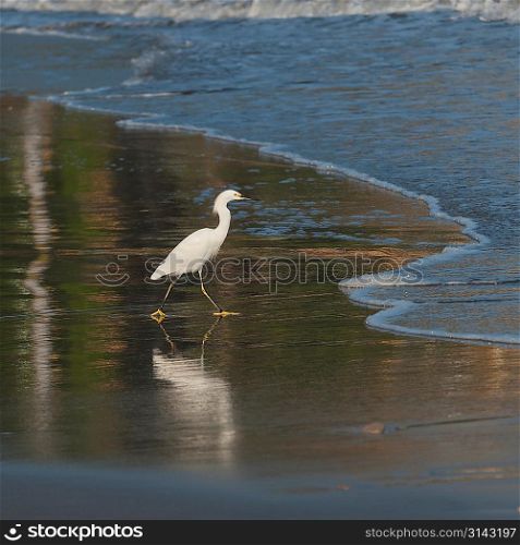 Egret foraging on the beach, Sayulita, Nayarit, Mexico