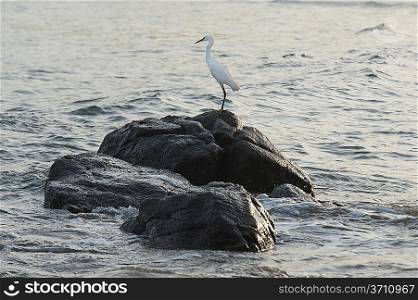 Egret on a rock in the sea, Sayulita, Nayarit, Mexico