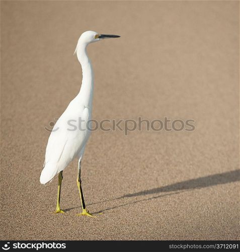 Egret on the beach, Sayulita, Nayarit, Mexico