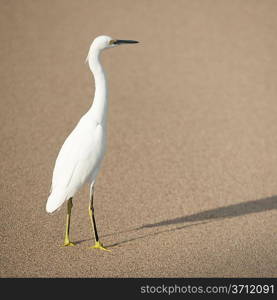 Egret on the beach, Sayulita, Nayarit, Mexico