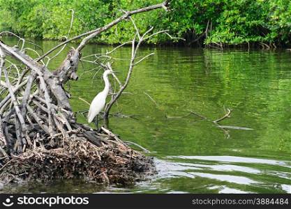 Egret on the lake