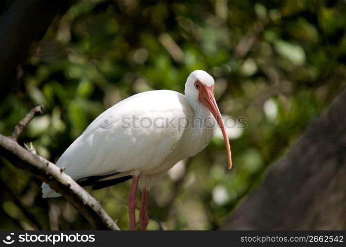 Egret perching on branch, close-up
