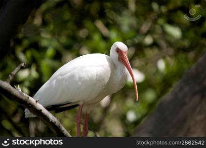 Egret perching on branch, close-up