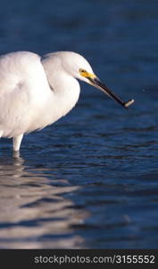 Egret Snacking