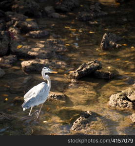 Egret wading in water, Santa Cruz Island, Galapagos Islands, Ecuador