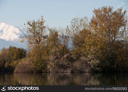 Egrets in a tree against the backdrop of Canigou mountain