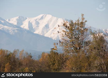 Egrets in a tree against the backdrop of Canigou mountain