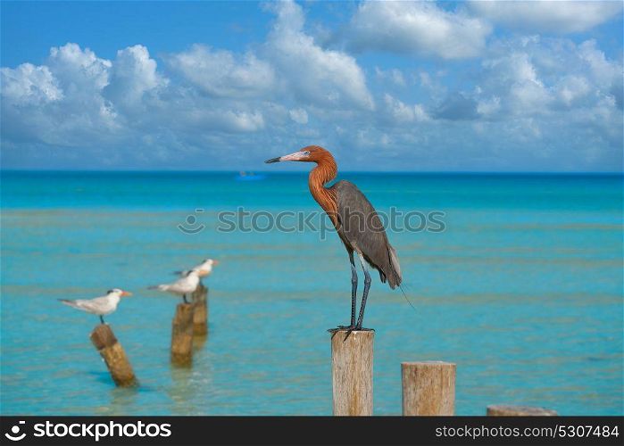 Egretta rufescens or Reddish Egret heron bird in Caribbean sea
