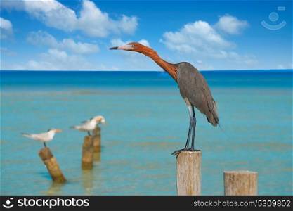 Egretta rufescens or Reddish Egret heron bird in Caribbean sea