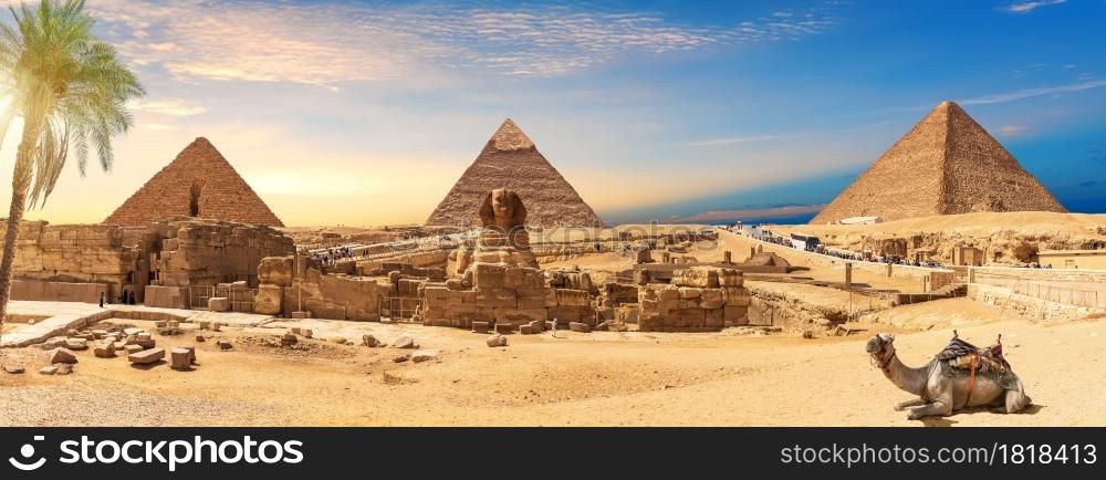 Egypt Pyramids and Sphinx panorama behind the palm with a camel lying by, Cairo, Giza.