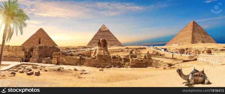 Egypt Pyramids and Sphinx panorama behind the palm with a camel lying by, Cairo, Giza.