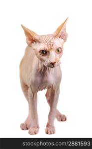 egyptian bald cat on white background