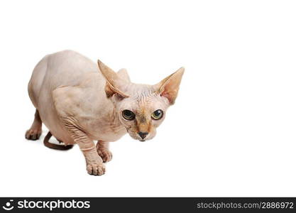 egyptian bald cat on white background