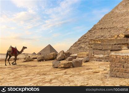 Egyptian desert: the pyramids and a camel.. Egyptian desert: the pyramids and a camel