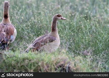 Egyptian goose, Alopochen aegyptiaca, Lake Naivasha, Kenya, Africa