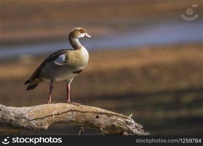 Egyptian Goose in Kruger National park, South Africa ; Specie Alopochen aegyptiaca family of Anatidae. Egyptian Goose in Kruger National park, South Africa