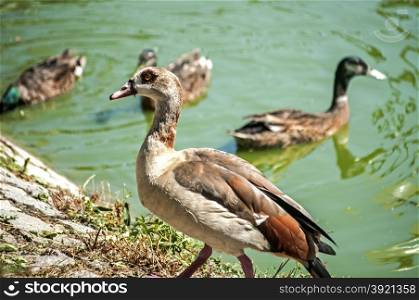Egyptian goose on pond waters background in sunny day