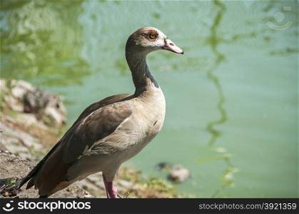 Egyptian goose on pond waters background in sunny day