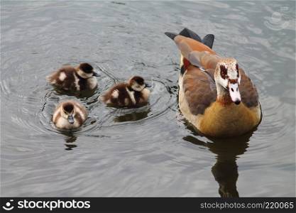 Egyptian goose with three goslings swimming. River Lahn in Germany. Selected focus.