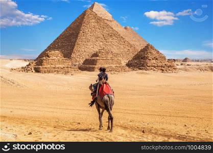 Egyptians on camels near the complex of Giza Pyramids, Egypt.. Egyptians on camels near the complex of Giza Pyramids, Egypt