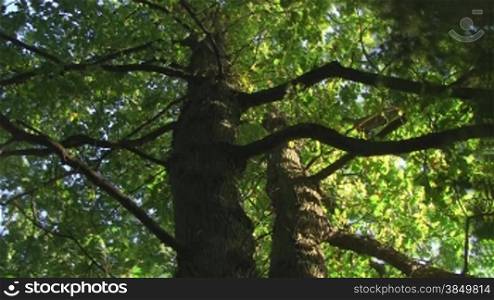 EichenbSume mit Farbeffekt, -ste eines Eichenbaums im Sonnenlicht mit viele grnnen BlSttern am Tag bis in die Dunkelheit und Nacht.
