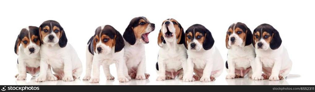 Eight beautiful beagle puppies. Eight beautiful beagle puppies isolated on a white background