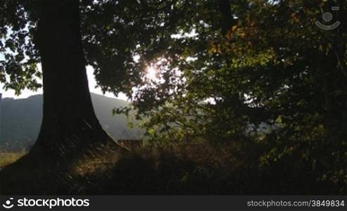 Ein alter Laubbaum am Waldrand vor einem Feld vor hngeligen WSldern. Die Sonne scheint durch die BlStter.