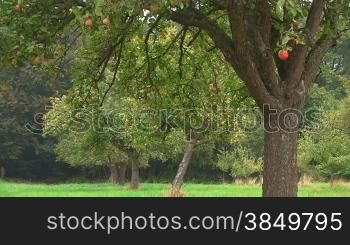 Ein Apfelbaum mit reifen roten -pfeln auf einer grnnen Wiese, im Hintergrund weitere BSume / -pfelbSume / Wald.