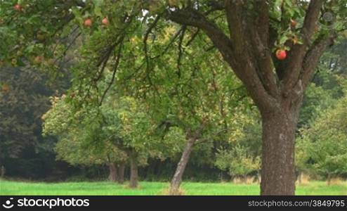 Ein Apfelbaum mit reifen roten -pfeln auf einer grnnen Wiese, im Hintergrund weitere BSume / -pfelbSume / Wald.