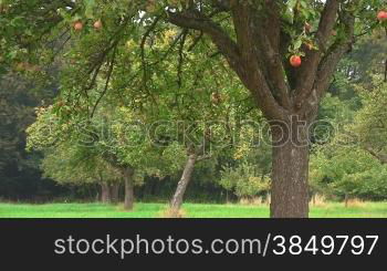 Ein Apfelbaum mit reifen roten -pfeln auf einer grnnen Wiese, im Hintergrund weitere BSume / -pfelbSume / Wald.