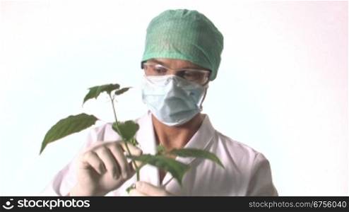 Ein Arzt bernhrt eine (Heil-)Pflanze und dessen Frnchte