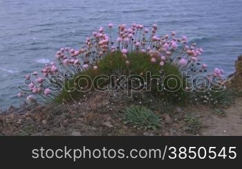Ein Busch aus rosa Blumen auf einem kleinen grnnen Hngel auf erdigem Boden vor dem blauen Meer, leichter Wind; Knste der Algarve, Portugal.