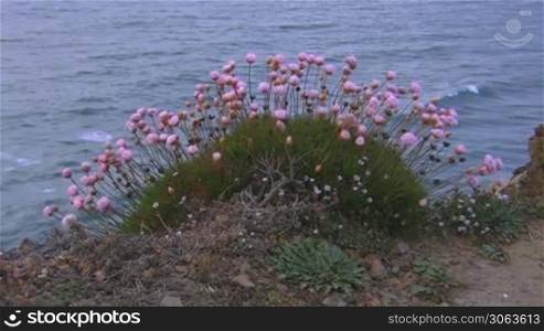Ein Busch aus rosa Blumen auf einem kleinen grunen Hugel auf erdigem Boden vor dem blauen Meer, leichter Wind; Kuste der Algarve, Portugal.