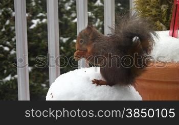 Ein Eichh?rnchen isst eine Nuss auf einem Balkon, der mit Schnee bedeckt ist.