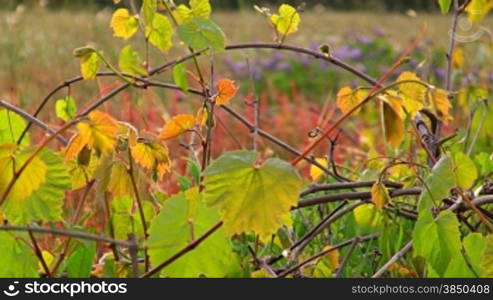 Ein Feld mit Blumen bei Abendsonne