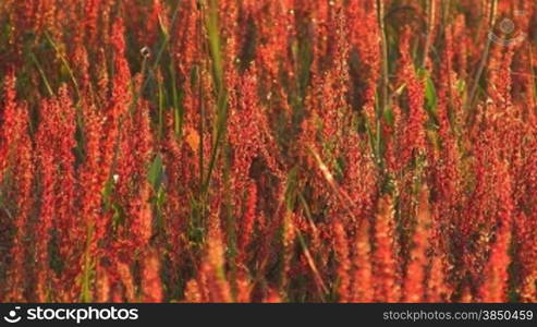 Ein Feld mit Blumen bei Abendsonne