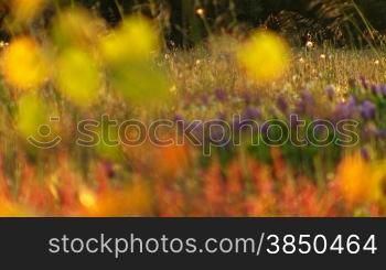Ein Feld mit Blumen bei Abendsonne