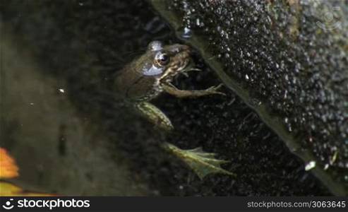 Ein Frosch hangt bewegungslos an einem Ast im Wasser; ruht sich aus und schwimmt dann weg.