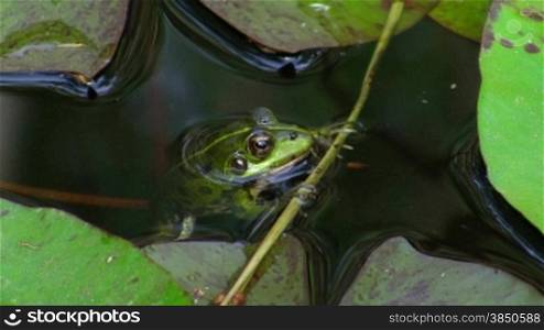 Ein Frosch hSngt bewegungslos an einem kleinen Ast im Wasser; ruht sich aus und schwimmt dann weg. Um ihn herum grnne BlStter / SeerosenblStter.