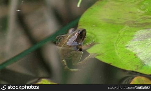 Ein Frosch hSngt regungslos am Rand eines Blatts / Seerosenblatts in einem ruhigen GewSsser / Teich; um ihn Schilf.