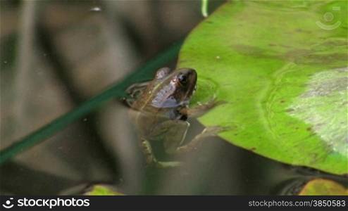 Ein Frosch hSngt regungslos am Rand eines Blatts / Seerosenblatts in einem ruhigen GewSsser / Teich und schwimmt dann weg; um ihn Schilf.