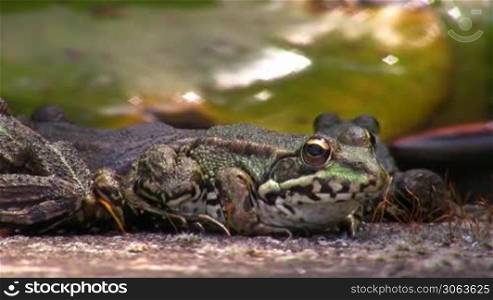 Ein Frosch im Vordergrund - dahinter andere Frosche - sitzt auf schwarzem Boden; einer nach dem anderen springt weg. Im Hintergrund ein gro?es Blatt.