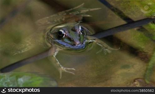 Ein Frosch liegt ruhig und ausgestreckt nber einem kleinen Ast / Stnck Schilf im Wasser / in einem Teich.